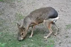 La mara es una liebre nativa que también se encuentra en la Patagonia.