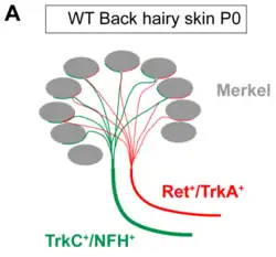 Células de Merkel (en gris) con esquemas de su inervación en un domo /disco.