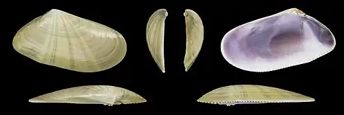 Donax trunculus anatinus valva derecha