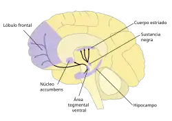 A labelled line drawing of dopamine pathways superimposed on a drawing of the human brain.