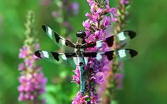 Libélula sobre una Flor obediente.