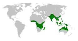 Drynaria silvestre en los trópicos del Viejo Mundo.