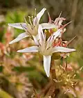 Dudleya viscida
