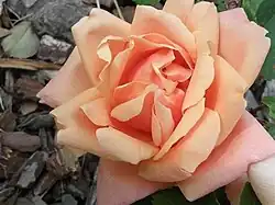 'Duquesa de Peñaranda', HP. P. Dot, 1931.