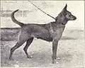 Pastor holandés de 1915.