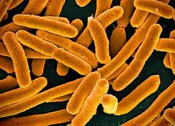 Escherichia coli (bacteria)