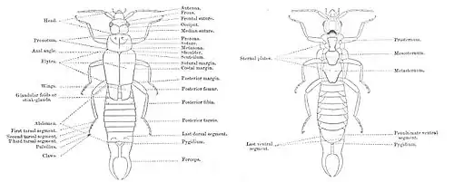Morfología externa de un macho de Dermaptera. Haga clic en la imagen para verla mejor