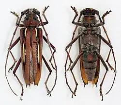 Eburia quadrinotata