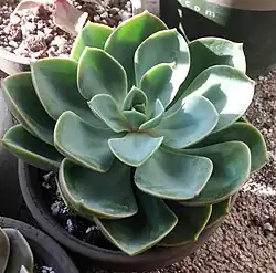 Echeveria 'Green Pearl'