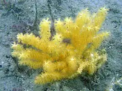 Colonia joven de Echinogorgia sp