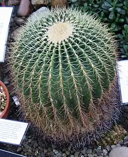Echinocactus visnaga.