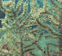 Ramificación de Echinogorgia sp