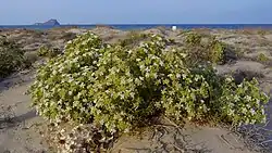 zanahoria marítima (Echinophora spinosa) en un solar de La Manga.