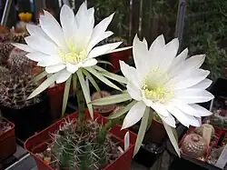 Echinopsis boyuibensis Cactus de boyuibe