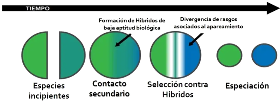 El refuerzo ayuda a la especiación seleccionando contra híbridos tras el contacto secundario de dos poblaciones separadas de una especie