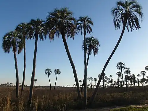 Butia yatay en el parque nacional El Palmar, Entre Ríos.