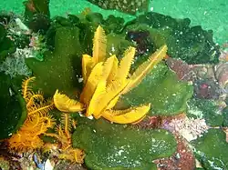 Tropiometra carinata