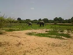 Elefantes en el parque.