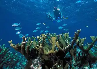 Buceo sobre A. palmata en el Parque Nacional Vizcaíno, Florida.