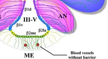ME= Eminencia media III-V= tercer ventrículo. Blood vessels= Capilares sin barrera.