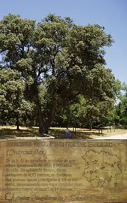Encina del puente de Hierro