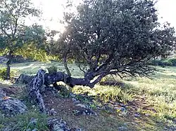 Viejo ejemplar de encina