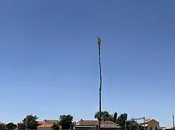 Enramada de los Quintos 2025