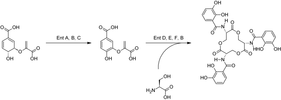 Biosíntesis de la enterobactina
