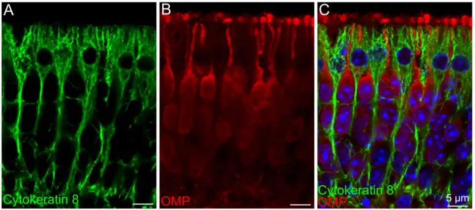 Dos tipos de células marcadas: neuronas expresan la proteína marcadora olfativa (OMP) en rojo (B); células de soporte expresan la proteína citoqueratina 8 en verde (A). Epitelio olfatorio. Microscopía confocal.