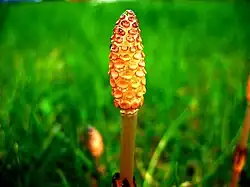 Estróbilo joven de Equisetum arvense Se observan los esporangios colgando hacia adentro de los esporangióforos peltados. Planta preservada en líquido.
