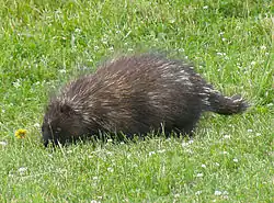 Puercospín americano (Erethizon dorsatum) en el cabo Gaspé.