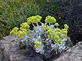 Eriogonum crocatum