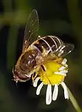 Eristalis (Syrphidae), una mosca que imita a una abeja