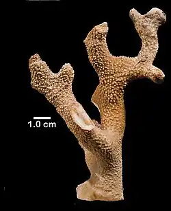 Errinopora dichotoma