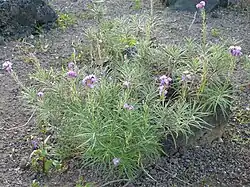 Erysimum caboverdeanum (cultivada en Gran Canaria)