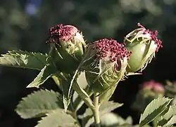 Fruto de Rosa, el escaramujo o cinorrodon.