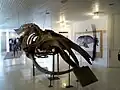 Esqueleto de ballena franca austral ubicado en la sala principal.
