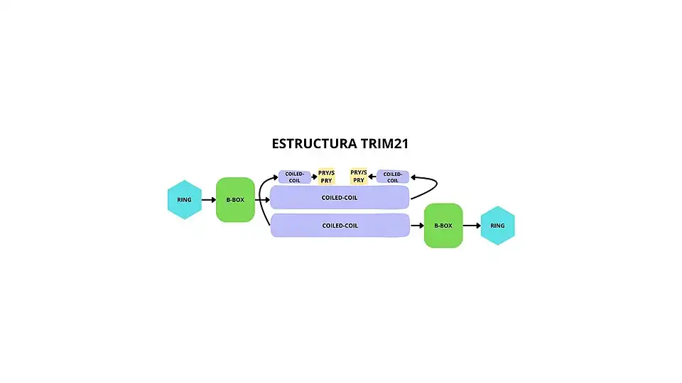 Estructura TRIM-21