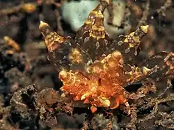 Eubranchus mandapamensis