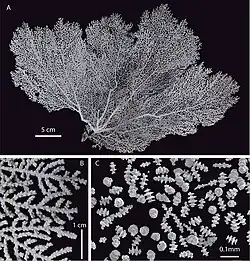 E. mutabilis, holotipo, colonia y escleritas