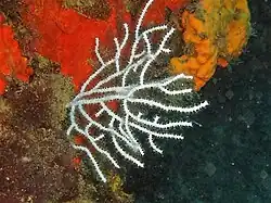 E. verrucosa en Altea, España