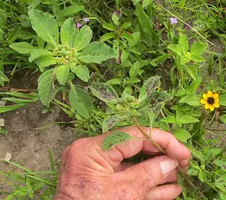 como maleza en un campo abandonado en el centro de México