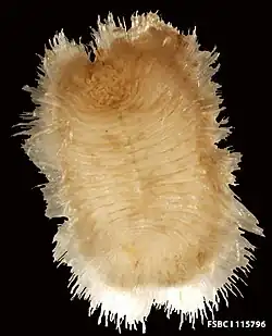 Euphrosine (fam. Euphrosinidae)