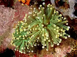 Euphyllia glabrescens con tentáculos extendidos.