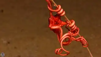 Un Euryalida abisal de brazos simples.