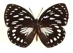 Euxanthe - Euxanthe eurynome