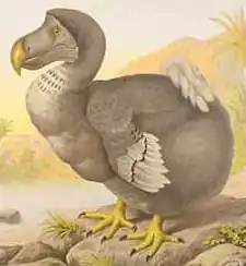 Dodo † (Isla Mauricio)