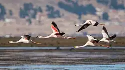 Un flamenco andino y cuatro flamencos de James en vuelo
