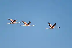 Flamencos Andinos o Parina Grande (Phoenicoparrus andinus) (Andean flamingo), tres individuos volando en linea, Bolivia