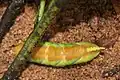 Larva enterrándose para pupar bajo el suelo